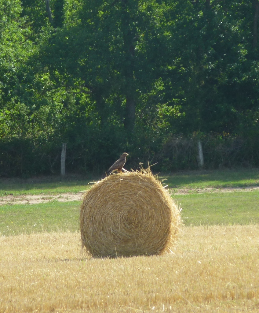 A large bird of prey - buzzard? kite? - on the bale of straw
